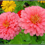 zinnia