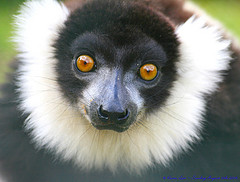 eyes eyes