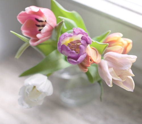 tulips