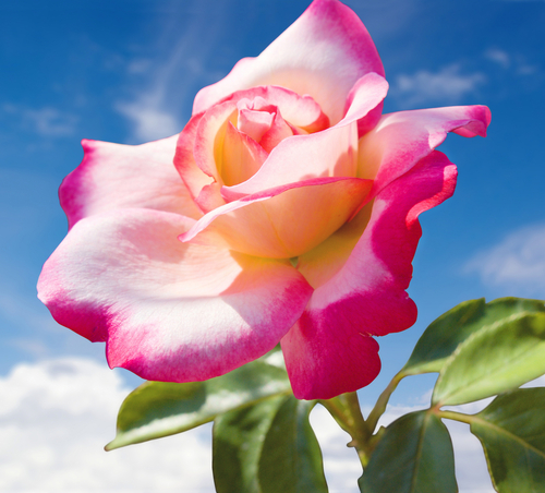 rose