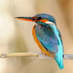 credit: shutterstock