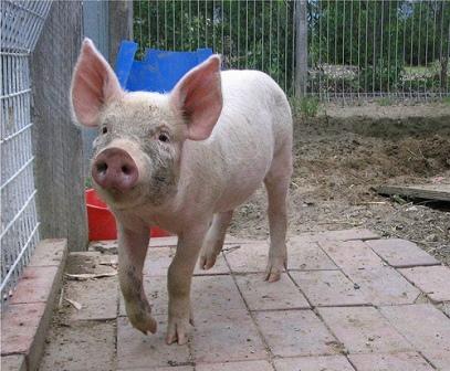 pig pig