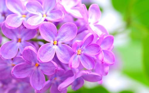 flowers 4