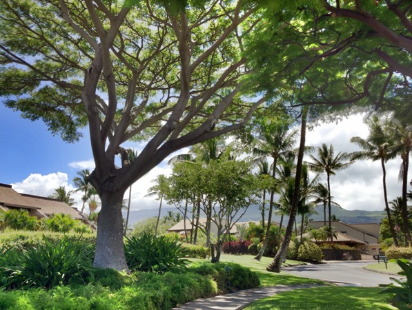 Maui Kamaole grounds