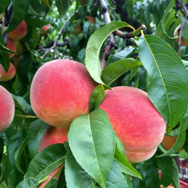 Penticton Peaches