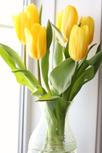 pretty tulip favorites