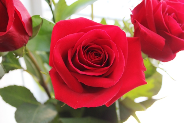 Stunning red roses for Valentine's Day