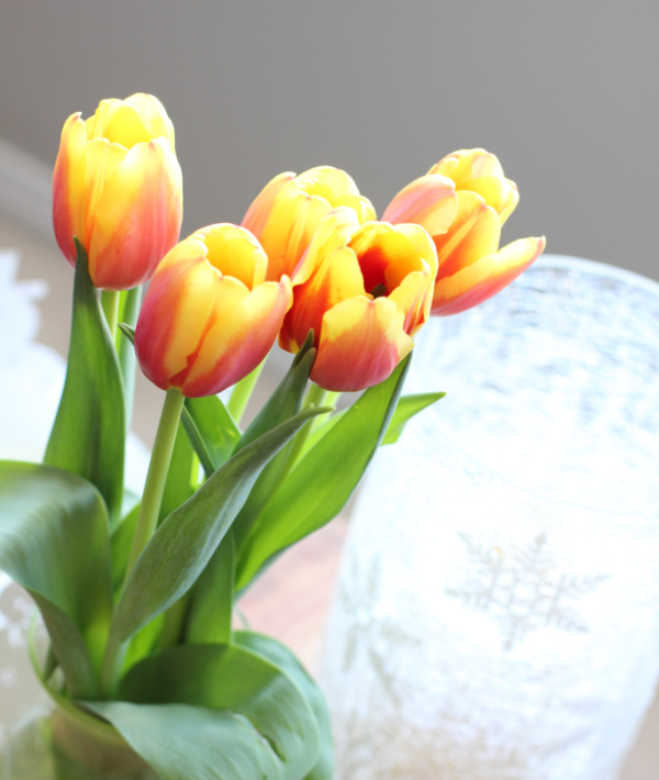 beautiful lovely tulips