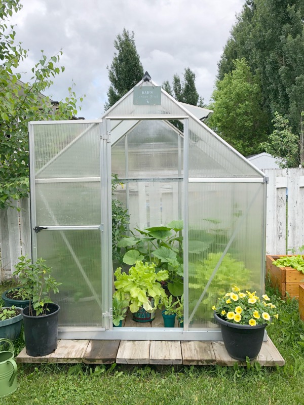 tiny greenhouse
