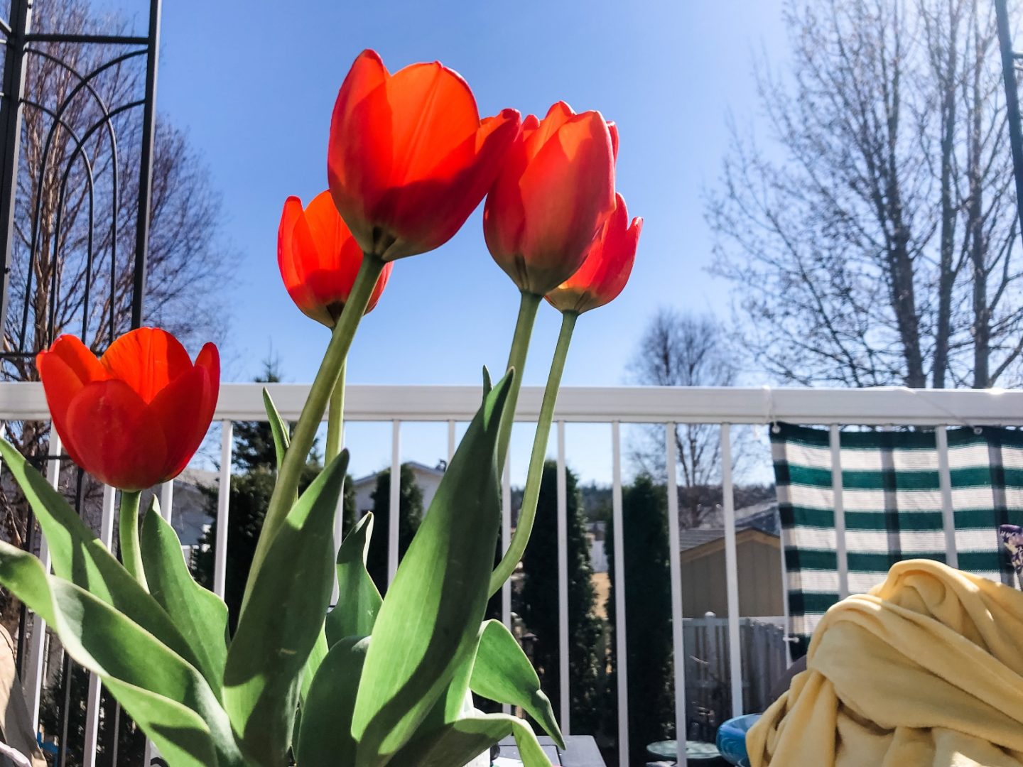 April 2021 favorites: pretty tulips