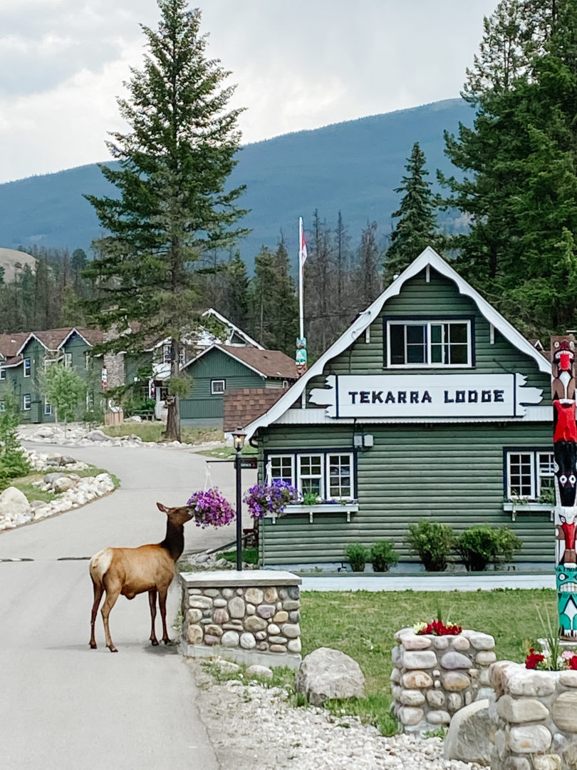 Tekarra Lodge Jasper